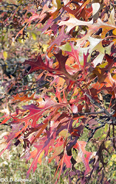 Pin Oak fall leaf