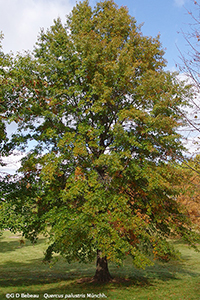 Pin Oak