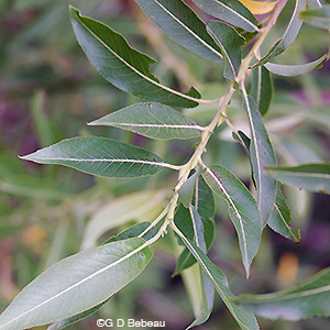 Pussy Willow leaf
