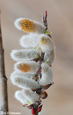 Pussy Willow Male Catkin