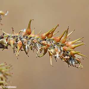Pussy Willow mature female catkin