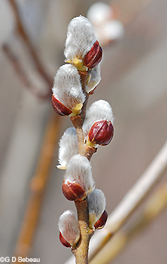 Pussy Willow Twig