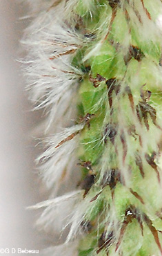 Quaking aspen female flowers