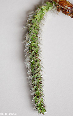 Quaking aspen female catkin
