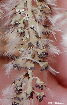 Quaking Aspen Male flowers