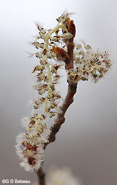 Quaking Aspen Male catkin