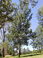 Quaking Aspen tree