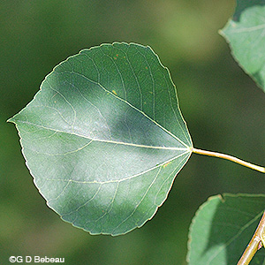 Quaking aspen leaf