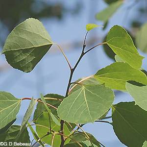 Quaking aspen leaf group