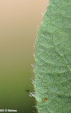 Quaking aspen leaf hair