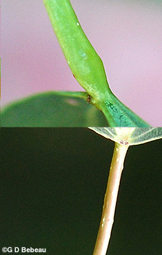 Quaking Aspen Leaf Stalk