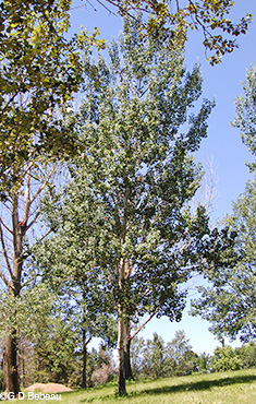 Quaking Aspen Tree