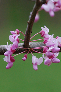 Redbud