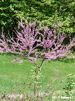 Redbud tree
