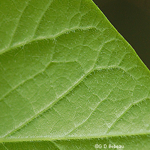 leaf underside