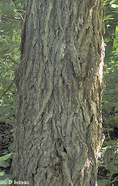 Bark