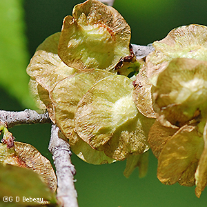 Mature seeds