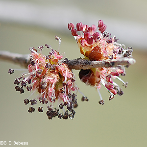 Male flower stamens