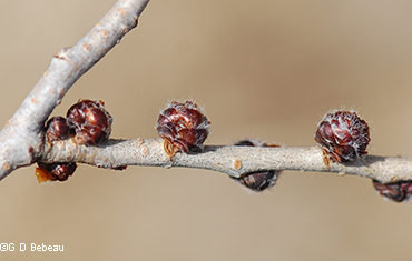 flower buds