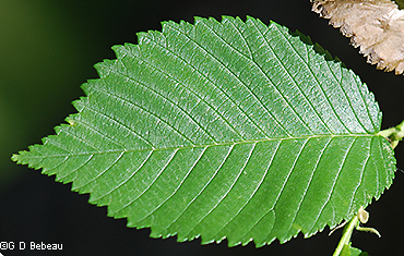 upper leaf surface