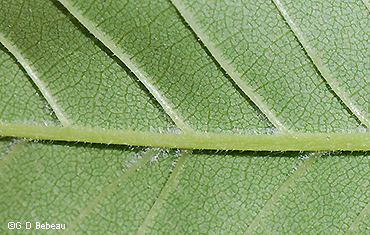 Leaf underside