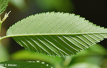 Lower leaf surface