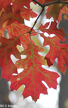 Red fall leaf