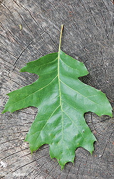 Red Oak leaf