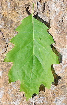 Red oak leaf