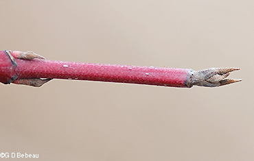 Red Osier Dogwood twig