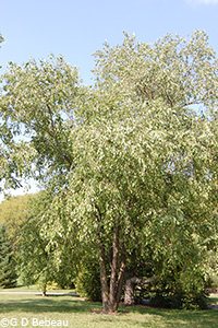River Birch