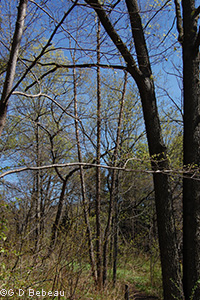 River Birch
