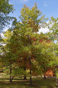 Scarlet Oak