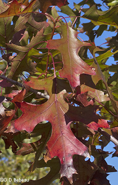 fall leaves scarlet oak