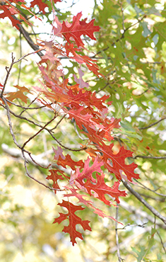 Scarlet Oak fall leaf