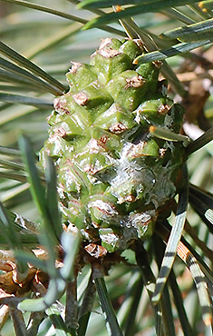 green cone
