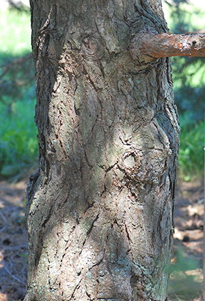 old bark