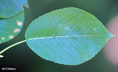 leaf