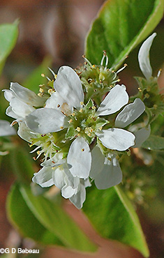 Serviceberry flower