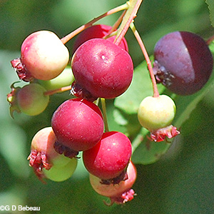 Ripening berries