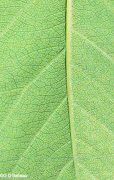 Leaf underside