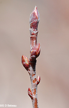 Spring twig