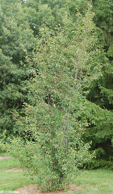 full plant