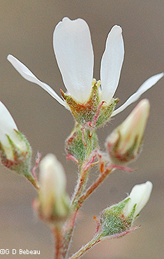 sepals