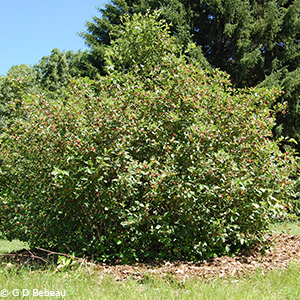 shrub