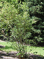 shrub