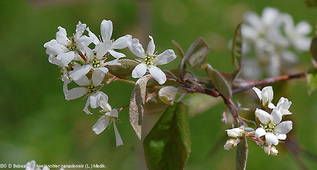 Flower clusters