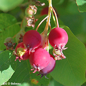Fruit