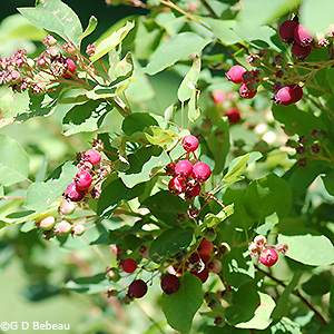 fruit