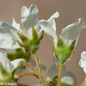 flower calyx